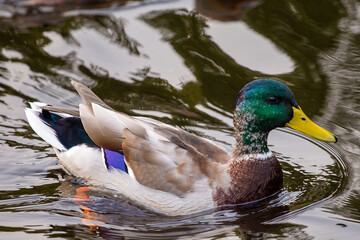 duck in the water