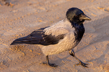 blackbird on the ground