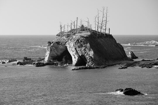 black and white image of a small island off the coast of Oregon. There are dead trees on the island surrounded by the Pacific Ocean