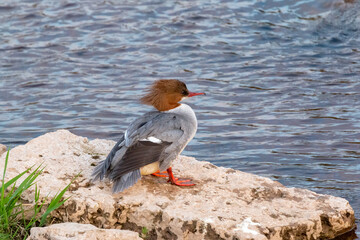 Mergus merganser female