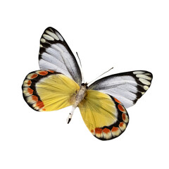 Bright blue butterfly isolated on white background