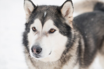Young beautiful smiling alaskan malamute dog face in snow. winter . 