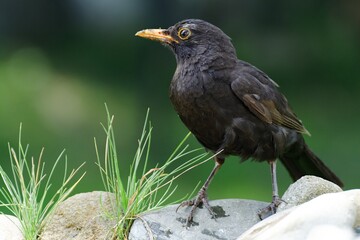 Blackbird (Turdus merula), male stands on stone with grass by the bird's waterhole. Czechia. Europe. 