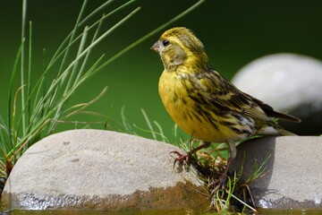 European Serin, Serinus serinus stands on stone with grass by the bird's waterhole. Czechia. Europe. 