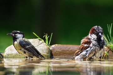Great tit and house sparrow bathe in the water of a bird's waterhole. Czechia. Europe. 
