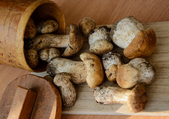 Fresh porcini mushrooms collected in the forest for cooking.