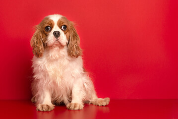 Portrait of cute cavalier spaniel is sitting on the red  background