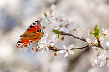 A beautiful butterfly on a flowering branch