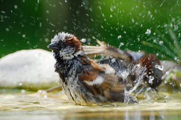 Two house sparrows, Passer domesticus are bathing in the water of a bird's waterhole. They spray with water. Czechia. Europe.