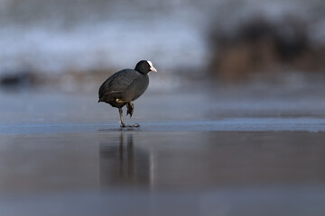 Eurasian coot on Ice, Fulica atra One Foot Standing on Ice, Black Bird