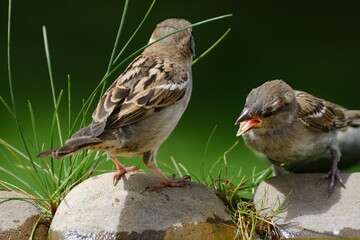 Two young sparrows stand on stone with grass by the bird's waterhole. Czechia. Europe. 