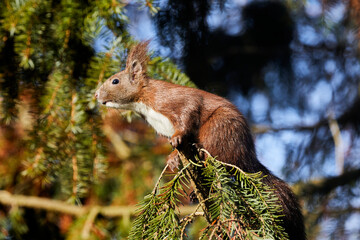 eichhörnchen