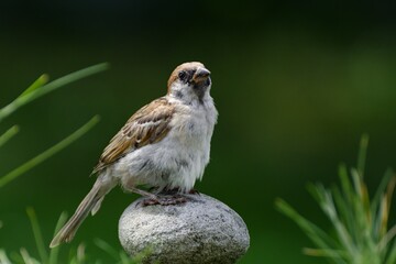Young tree sparrow stands on the stone. Czechia. Europe.