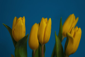 yellow tulips on blue background