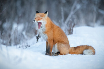 Yawning Red Fox Sitting in Snow