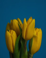 Naklejka premium yellow tulips on blue background