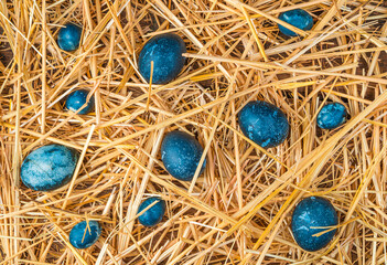 Fototapeta na wymiar Background with blue eggs on yellow straw. The concept of Easter. Horizontal view.