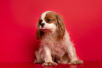Portrait of cute cavalier spaniel is sitting on the red  background