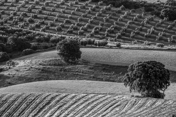 Paisaje agricola andaluz en blanco y negro con olivos y encinas