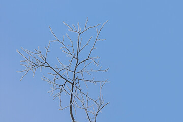 Frosted tree's branch on the blue sky background in a city park, winter background
