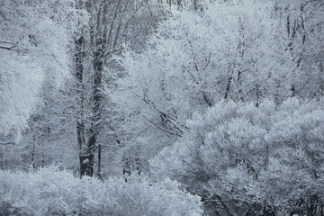 Winter landscape, frosted trees and bushes in a city park, winter background