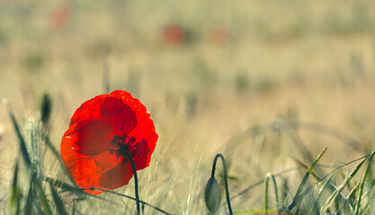 Red poppies in a cereal field at sunrise