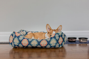 Welsh Corgi lying in pet bed on hardwood floor against wall at home