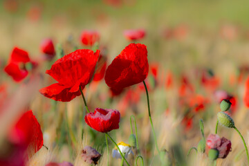Obraz premium Red poppies in a cereal field at sunrise