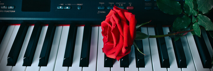 Rosa recién cortada sobre el teclado de un piano