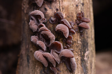 Jew’s Ear - Auricularia auricular-judae.  Edible wood rotting fungus