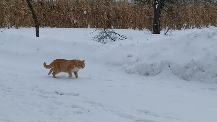 dog running in the snow