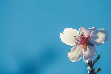 Detail of a white flower on an almond branch with the blue sky in the background