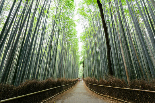 Road amidst bamboo grove in forest