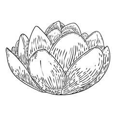 Lotus flower. Floral botanical water lily flower. Isolated blooming pond wildflower. Lotus flower for spiritual body and mind designs, spa, meditation, religion, yoga. Vector.