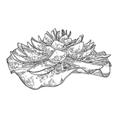 Lotus flower and leave. Sketched floral botany of water lily. Indian religion symbol of purity and enlightenment. Black white, hand drawn isolated water pond lily floral. Vector.