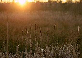 mist in the field