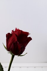 Róża bordowa kwiat na białym tle - obrazy, fototapety, plakaty