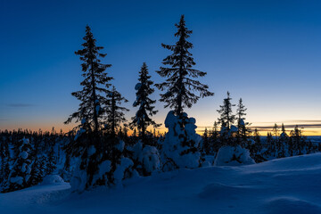 Winter evening up in the Totenåsen Hills, Norway.