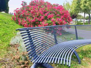 An unusual iron bench against the background of a nerium oleander bush.