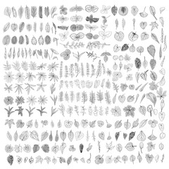 Fototapeta premium Tropical leaves collection. Isolated fern elements on white background. Set of jungle forest and domestic home leaf, exotic eucalyptus foliage, natural real live palm leaves, herbs drawing. Vector.