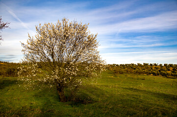 Nos vamos despidiendo del invierno. El Beato, Toledo, Castilla la Mancha, España