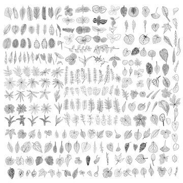 Tropical leaves collection. Isolated fern elements on white background. Set of jungle forest and domestic home leaf, exotic eucalyptus foliage, natural real live palm leaves, herbs drawing. Vector.