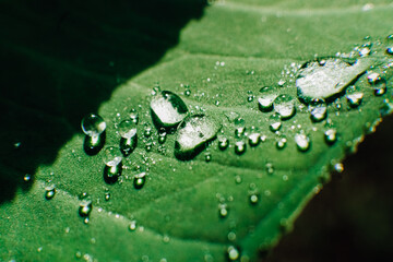 clear dewdrops on the taro leaves. Scientific name Colocasia esculenta. macro