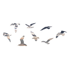 Watercolour silhouette of flying birds seagulls on white background. Inspirational body flash tattoo ink of sea birds. Vector.