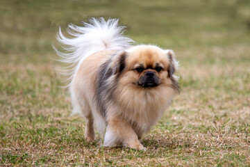 Tibetan Spaniel