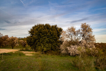 Nos vamos despidiendo del invierno. El Beato, Toledo, Castilla la Mancha, España