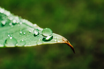 clear dewdrops on the taro leaves. Scientific name Colocasia esculenta. macro