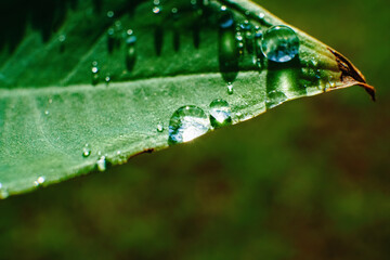 clear dewdrops on the taro leaves. Scientific name Colocasia esculenta. macro