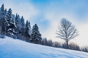Snow covered pine trees at the mountains