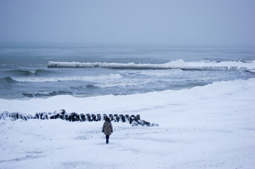 landscape with penguins